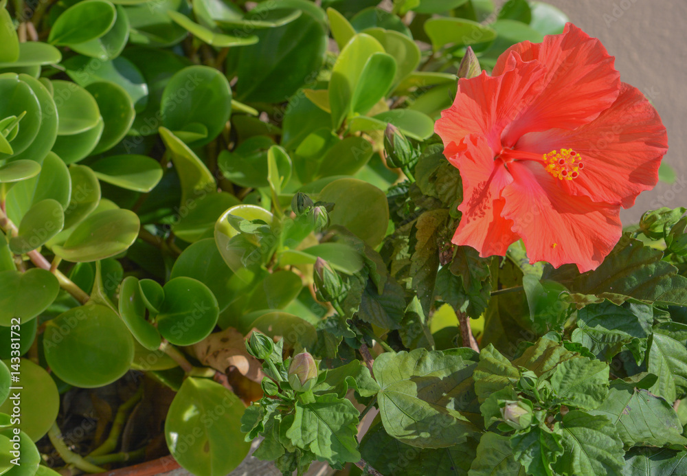 A beautiful Hibiscus flower blooming in Florida A beautiful Hibiscus flower blooming in Florida