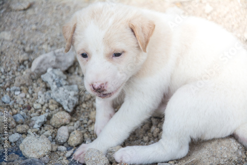 Cute puppy Thai dog,Thailand