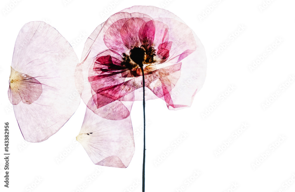 Fototapeta premium suche kwiaty maku