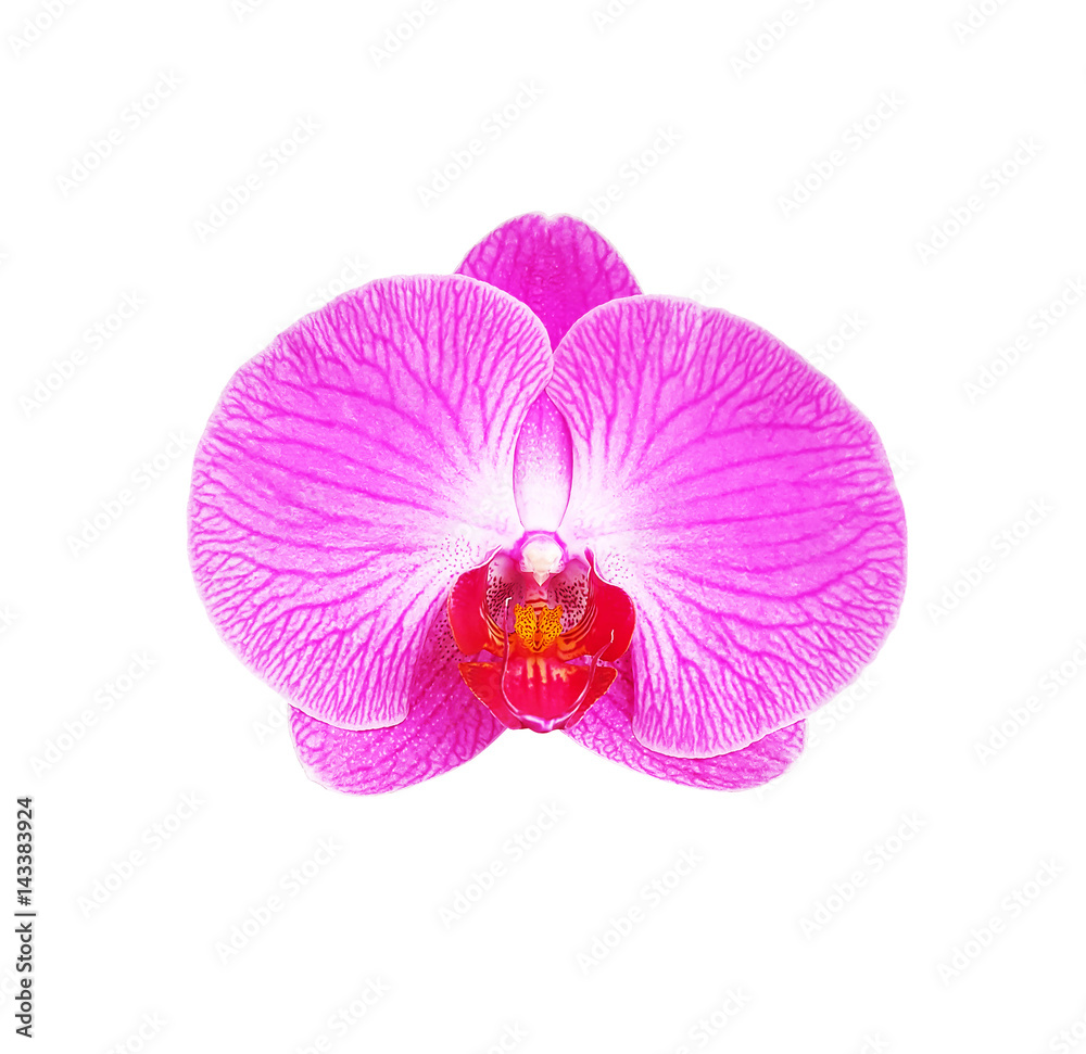 Fototapeta premium Beautiful phalaenopsis isolated on white background