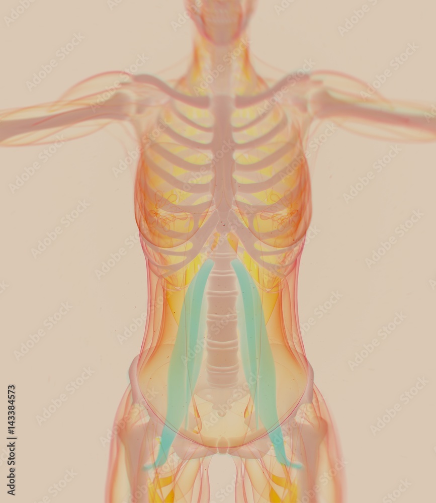 Female psoas muscle. Soul muscle. Human anatomy muscular system. 3d illustration.
