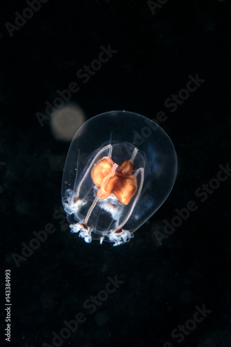 Transparent jellyfish in the dark