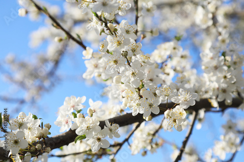 Blooming cherry plum in the spring garden. On blue sky background.