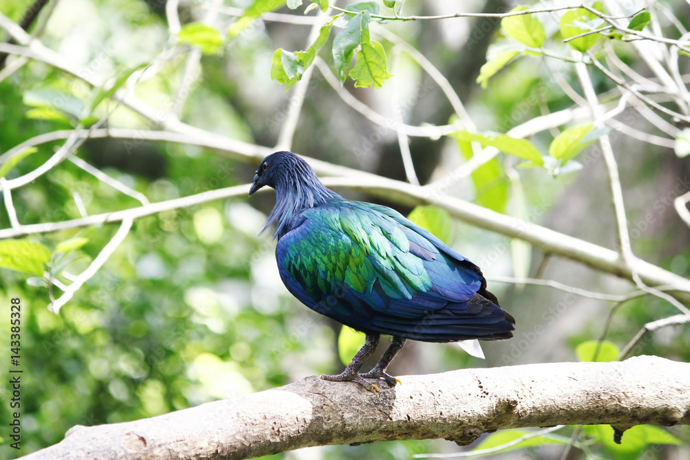 Obraz premium Nicoba Pigeon at Thailand.