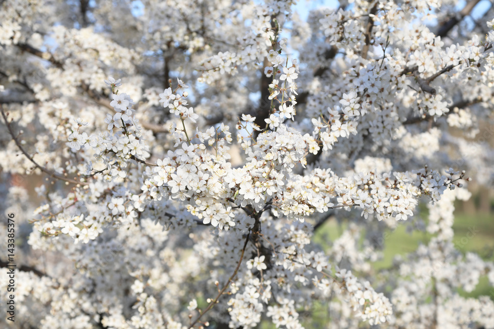 Blooming cherry plum in the spring garden. On blue sky background. Blooming cherry plum in the spring garden. On blue sky background.