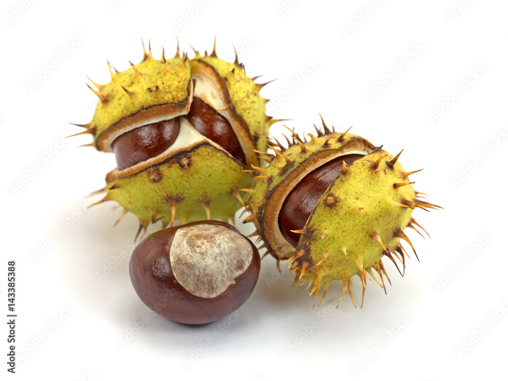 Rosskastanien, Castanea, Aesculus StockFoto Adobe Stock