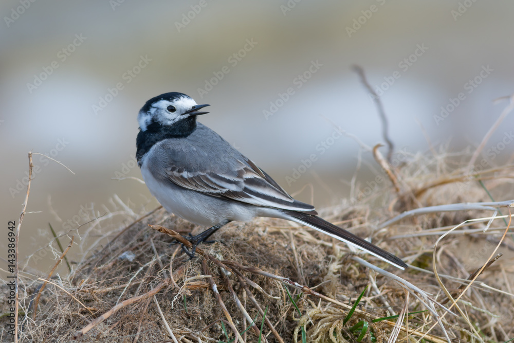 Songbird - White Wagtail with Head Turned Songbird - White Wagtail with Head Turned