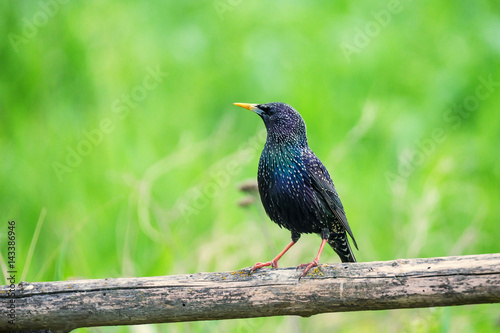 Foto Beautiful glossy starling