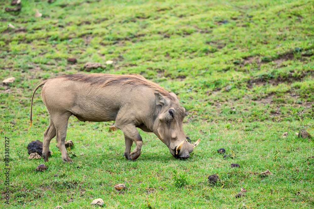 Grazing warthog in savannah Grazing warthog in savannah
