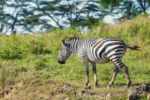 Zebra grazing in savanna