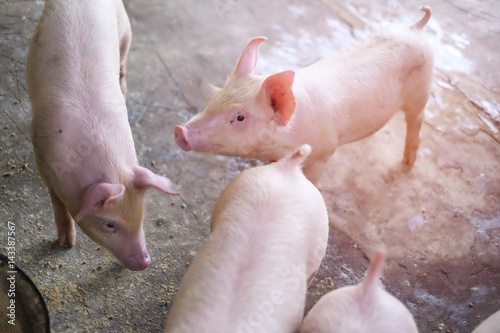Small piglet in the farm. Group of Pig indoor on a farm yard in Thailand. swine in the stall. © krumanop