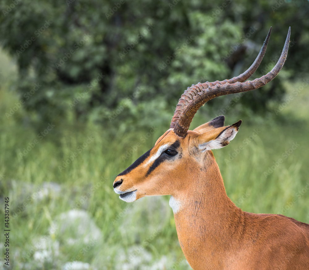 Fototapeta premium Black-faced impala in Etosha national park, Namibia