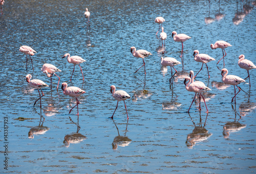 Flock of flamingos at Walvis Bay, Namibia