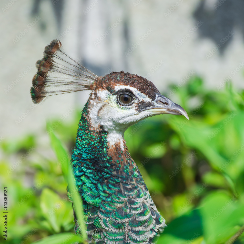 Peacock, Pavo cristatus, Indian peafowl, head Peacock, Pavo cristatus, Indian peafowl, head