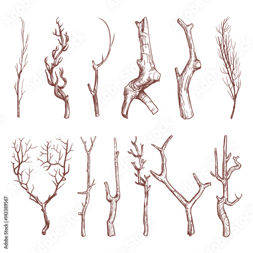 Sketch wood twigs, broken tree branches vector set