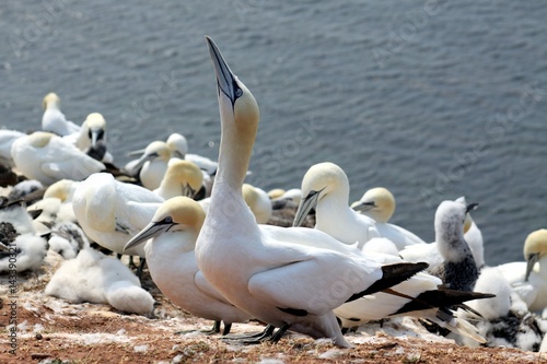 Northern gannet breeding on the Island Heligoland 