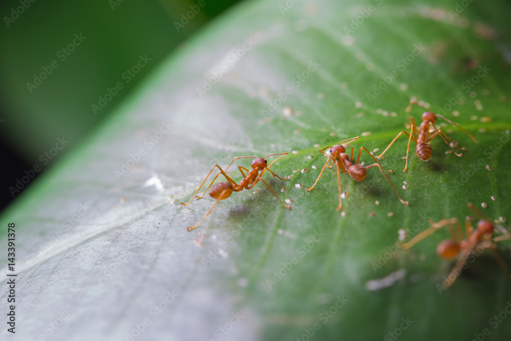 Ants walk on the leaf. Ant Ants walk on the leaf. Ant