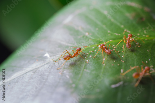Ants walk on the leaf. Ant © chenhawnan