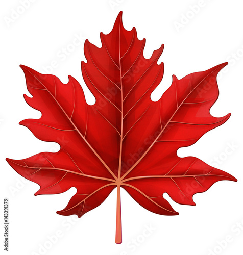 Red maple leaf. Vector illustration.