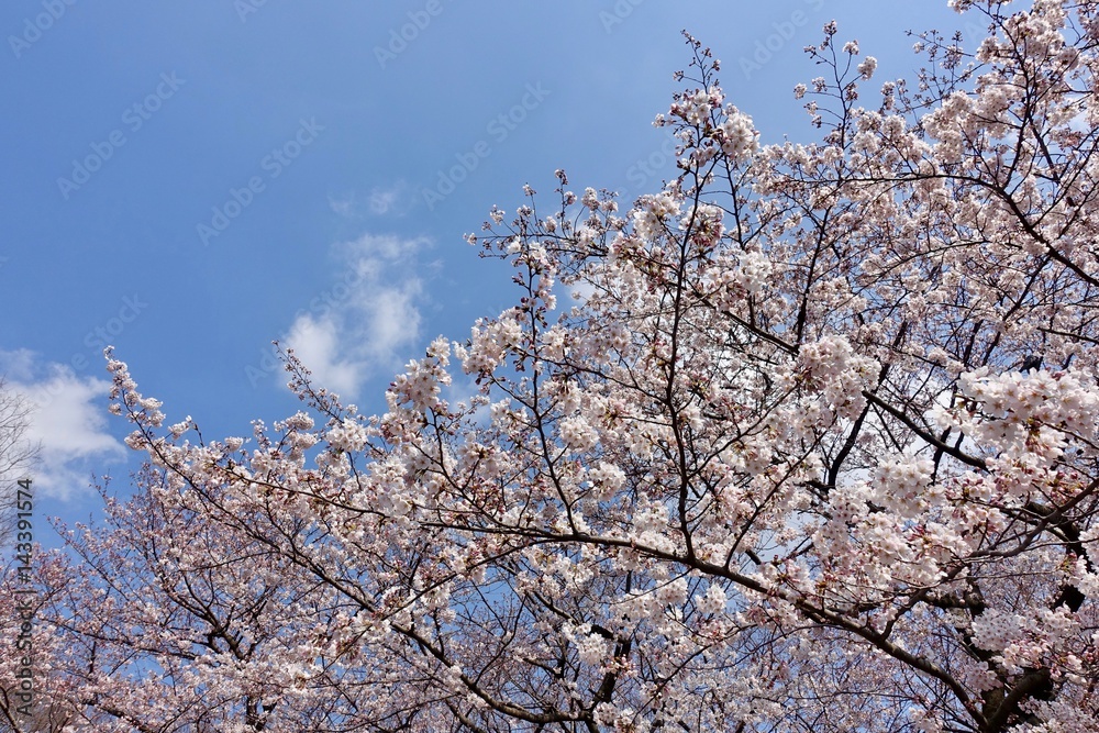 代々木公園の桜