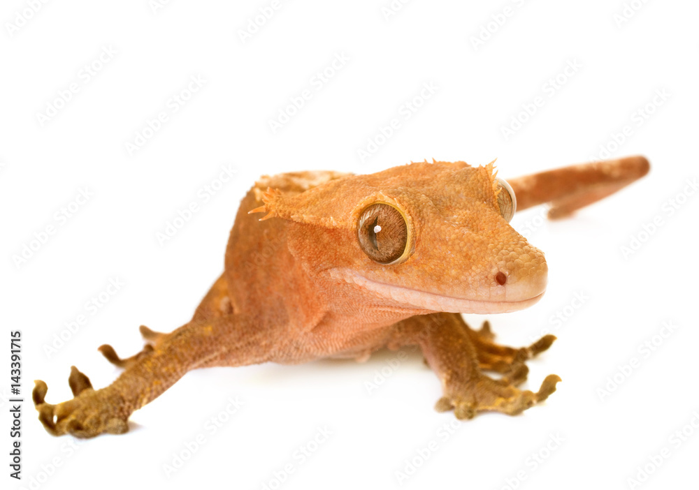 Fototapeta premium Crested gecko in studio
