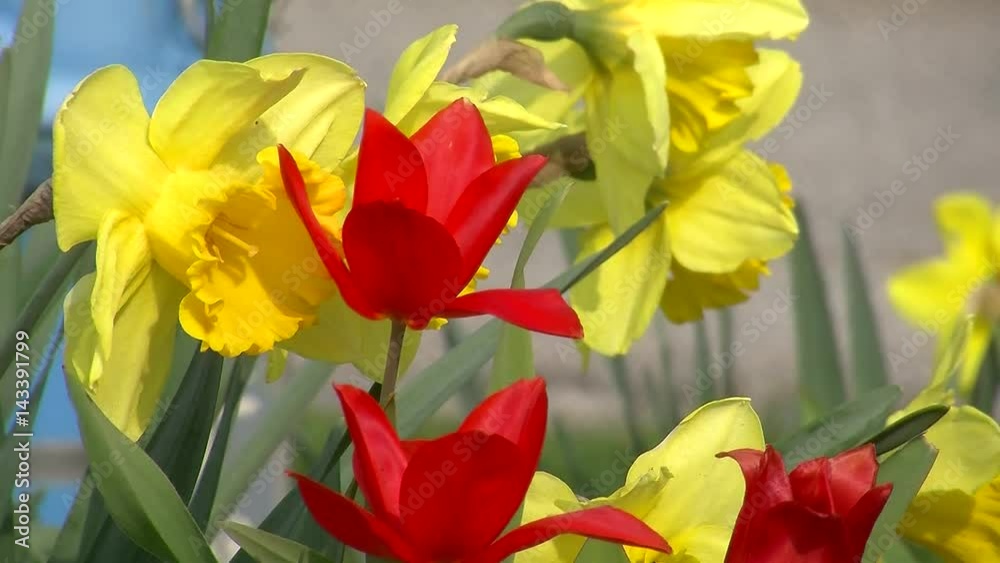 Gelbe Narzissen und rote Tulpen bewegen sich im Wind Gelbe Narzissen und rote Tulpen bewegen sich im Wind