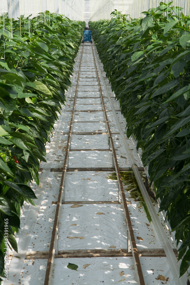 Tasty organic sweet paprika growth in big Dutch greenhouse, everyday harvest. Tasty organic sweet paprika growth in big Dutch greenhouse, everyday harvest.