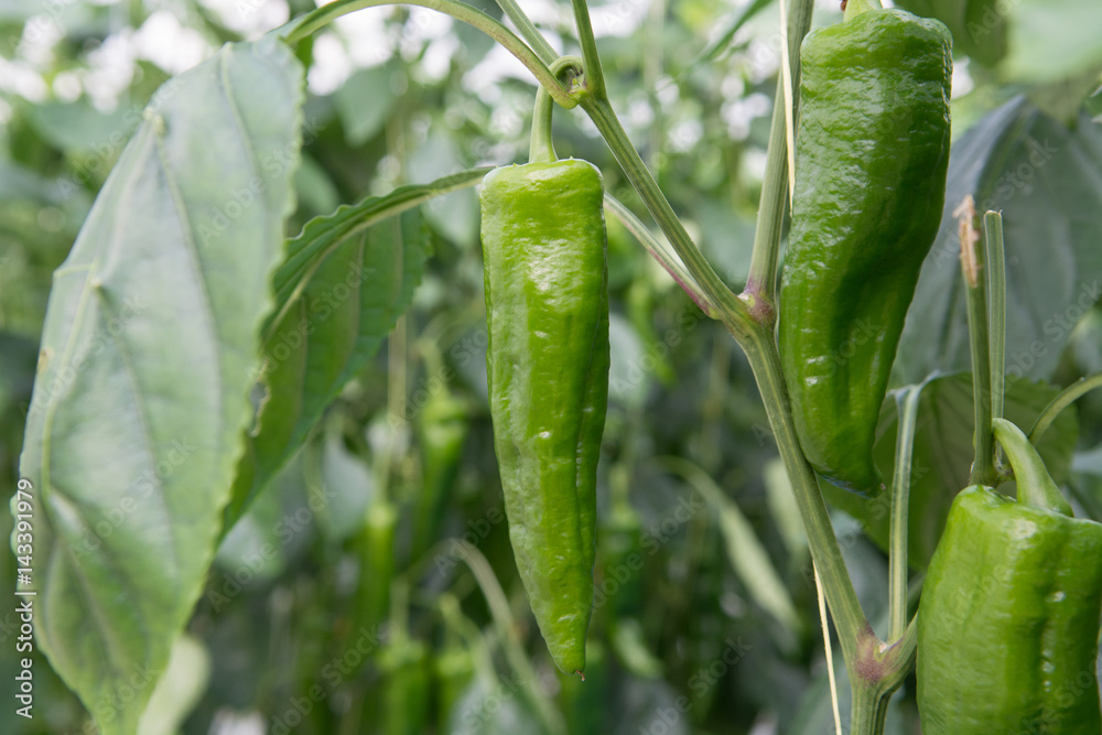Tasty organic sweet paprika growth in big Dutch greenhouse, everyday harvest. Tasty organic sweet paprika growth in big Dutch greenhouse, everyday harvest.