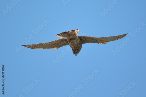 gheppio  Falco tinnunculus  in volo librato
