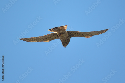 gheppio (Falco tinnunculus) in volo librato