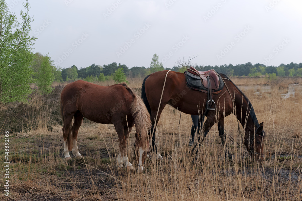 chevaux dans la platière du coquibus