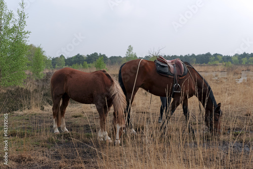 chevaux dans la platière du coquibus