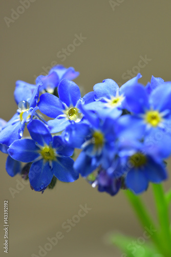 water droplets on forget-me-not