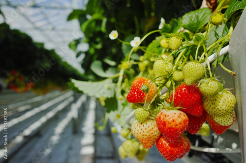 Tasty organic strawberry growth in big Dutch greenhouse  everyday harvest.