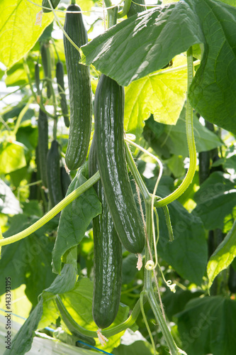Tasty organic green cucumbers plants growth in big Dutch greenhouse, everyday harvest