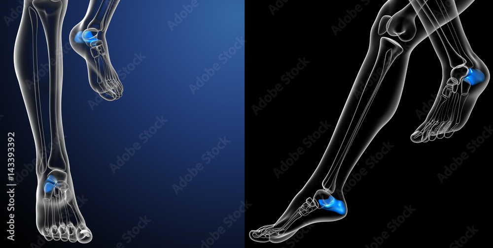 3d rendering medical illustration of the calcaneus 3d rendering medical illustration of the calcaneus