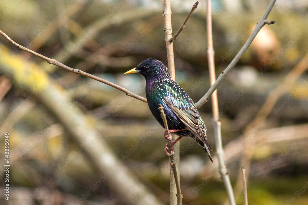 Common starling singing on a branch near the hollow