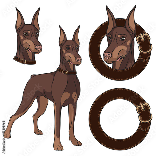 Set of Doberman colored illustrations in a collar. Isolated vector objects on white background.
