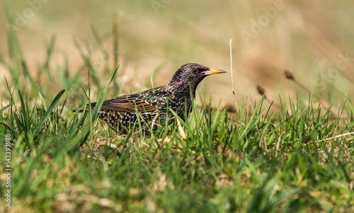 Common starling in grass in evening light