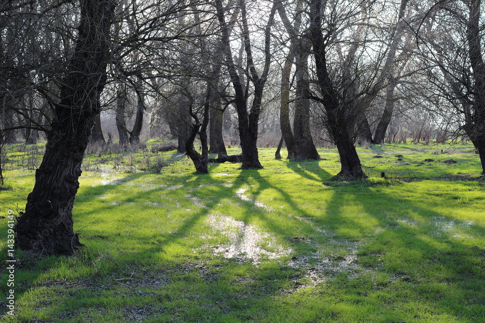 Glade in the forest after rain with green grass and trees in early spring