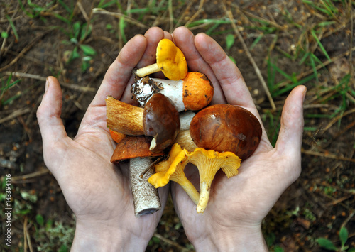 Two hands holding a handful of edible mushrooms chanterelle, aspen, boletus on the background of grass.