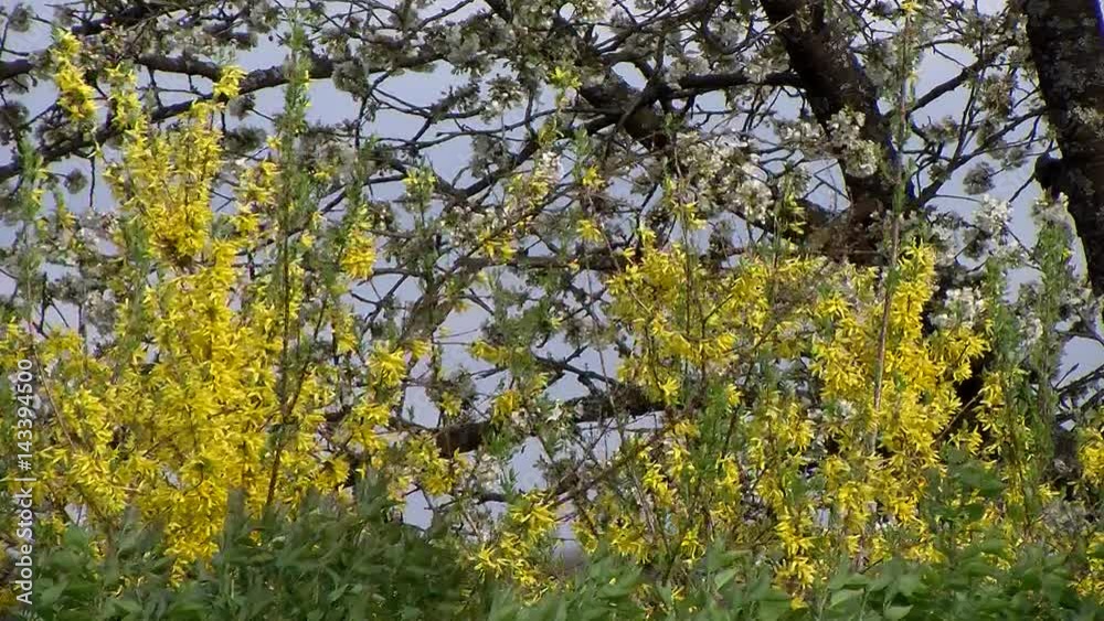 Der Frühlingswind wirbelt die Forsythienblüten und die Kirschblüten heftig durcheinander Der Frühlingswind wirbelt die Forsythienblüten und die Kirschblüten heftig durcheinander