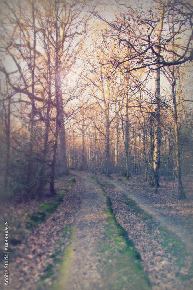 Low sun through trees in the woods Low sun through trees in the woods