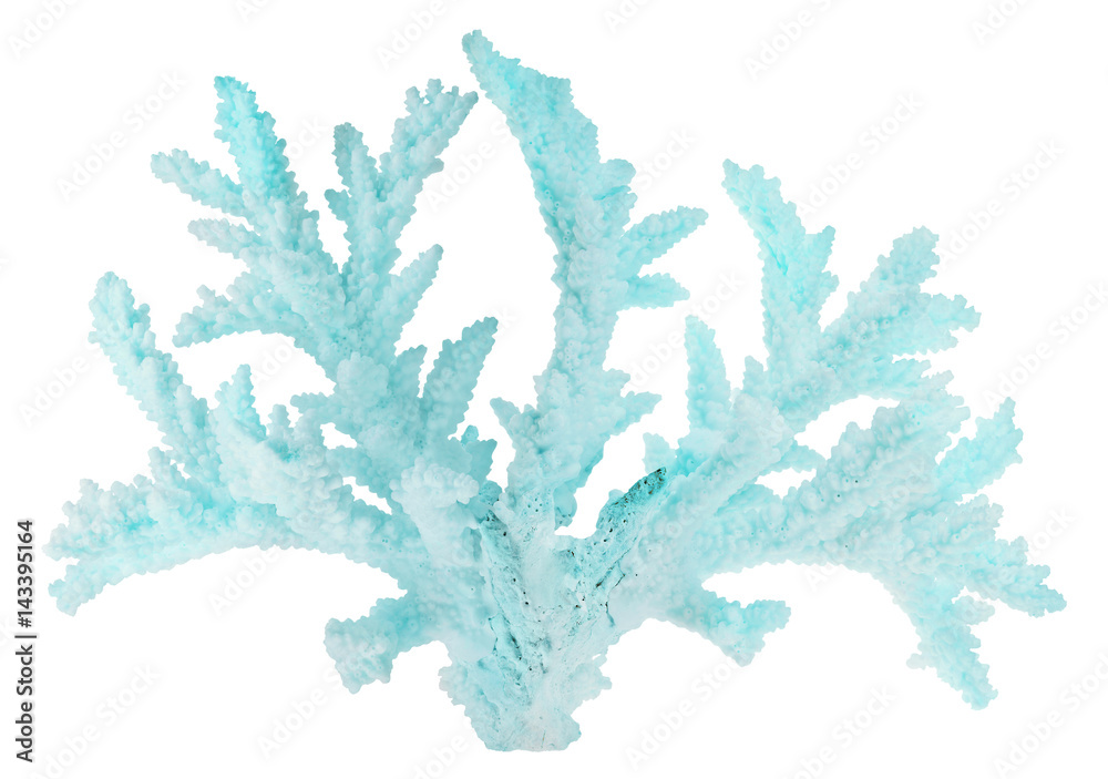Obraz premium large cyan coral isolated branch