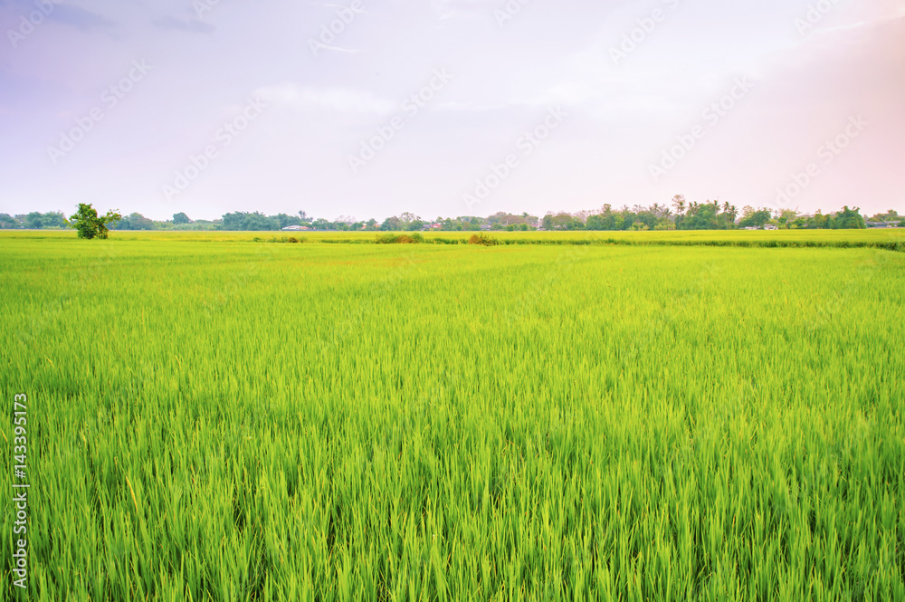 Fototapeta premium Rice field in the evening at Thailand