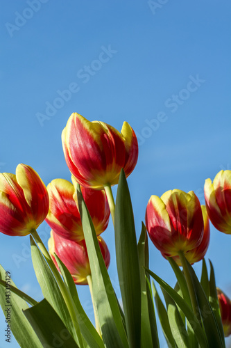 Red and yellow tulips with green leaves on the blue sky