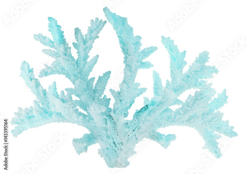 large cyan coral isolated branch