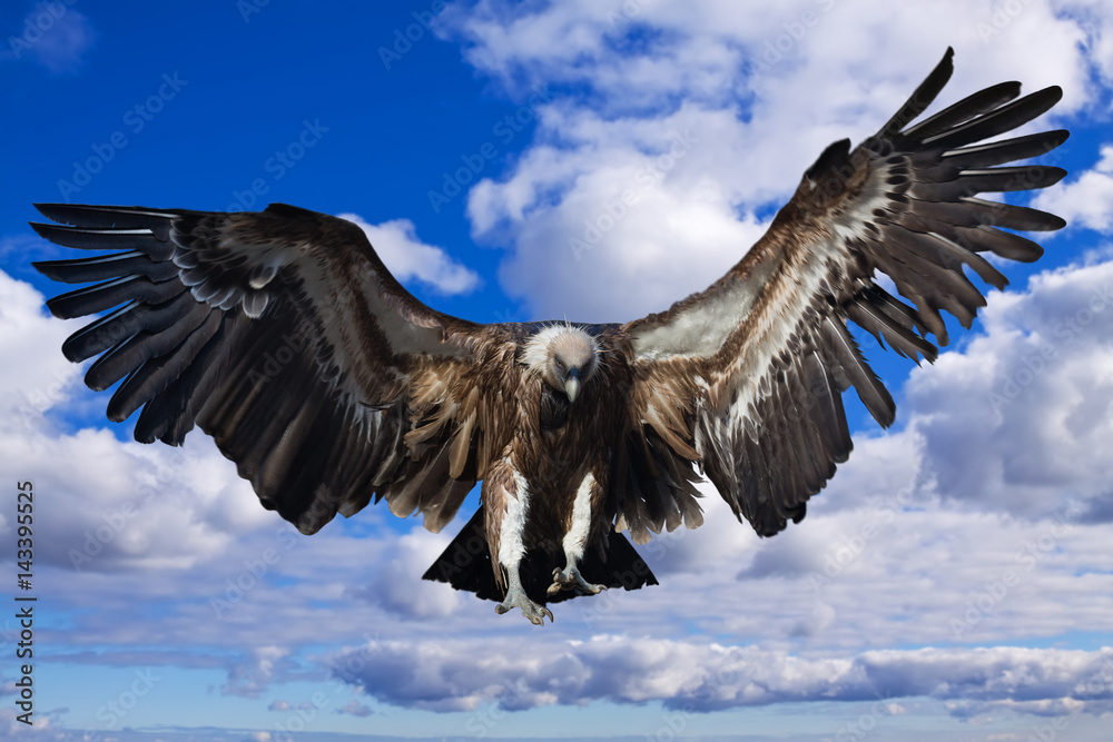 Obraz premium Flying griffon