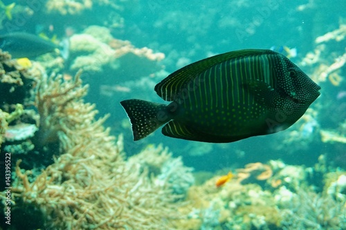 Fisch im Korallenriff © karospictures