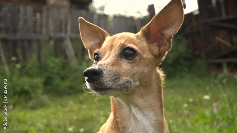 Little Beautiful Dog With Big Ears on Green Grass Little Beautiful Dog With Big Ears on Green Grass